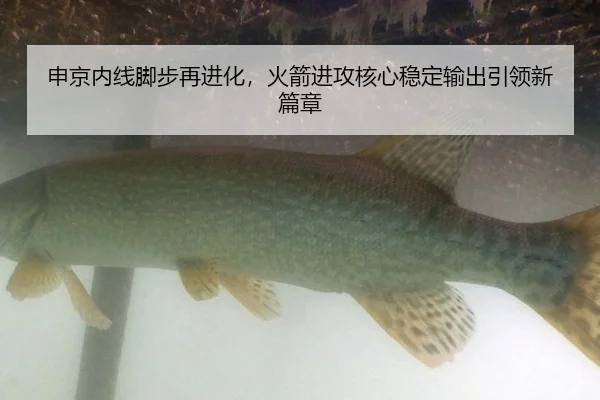 申京内线脚步再进化，火箭进攻核心稳定输出引领新篇章